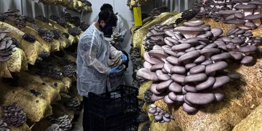 Genç girişimci üretiyor, 12 ay ürün alıyor: Zamanla ihracata geçmeyi hedefliyor 4